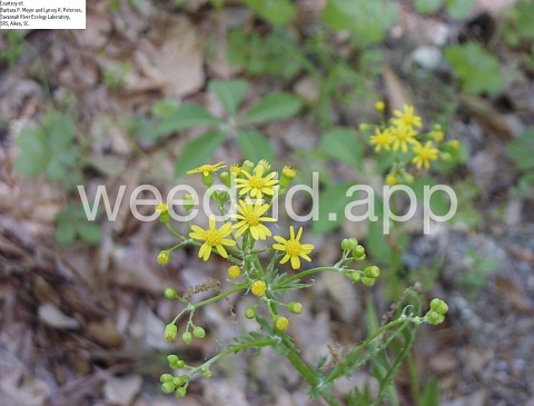 groundsel, cressleaf